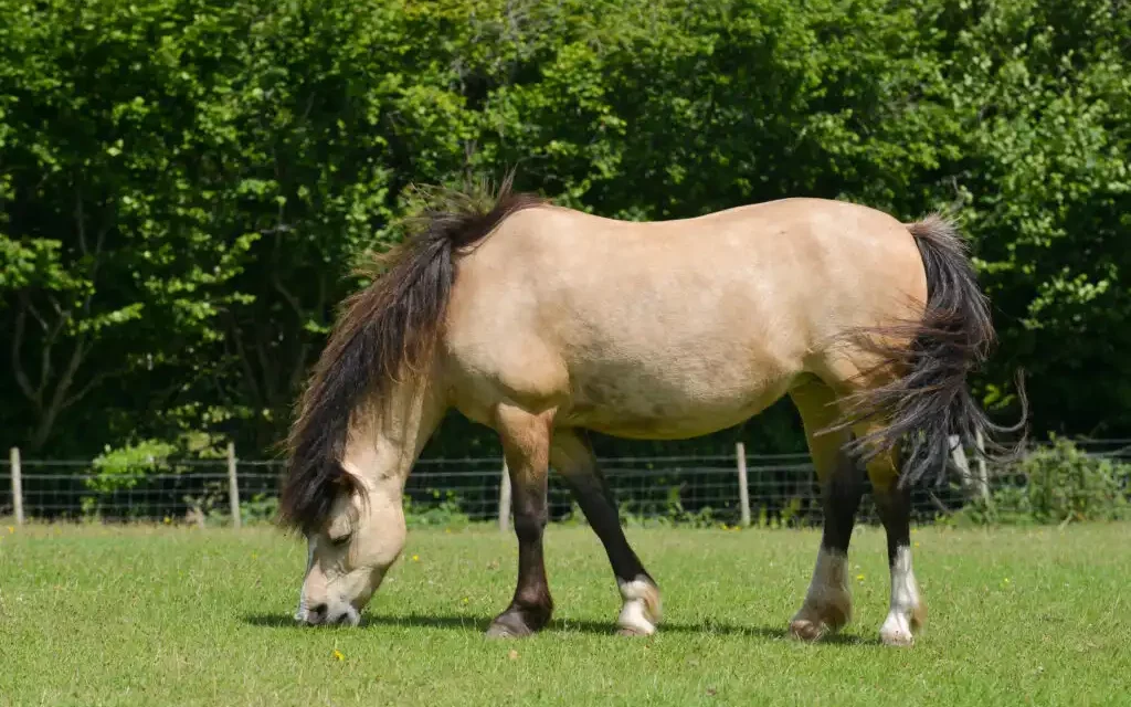 La siega regular de los prados ayuda a prevenir la laminitis en los caballos, ¿es cierto?