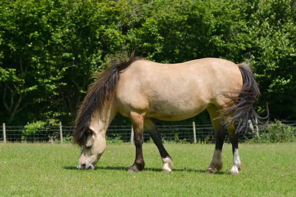 Poni gordos en el prado