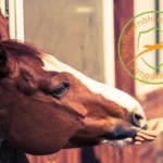 Formación de nutricionista equino de Sanoanimal