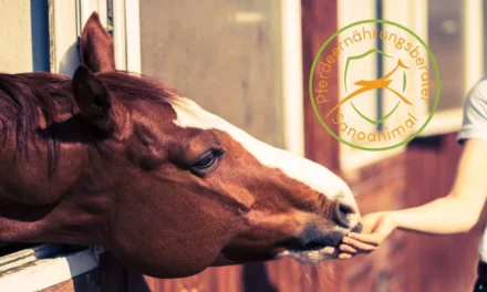 Formación de nutricionista equino de Sanoanimal