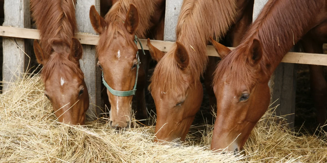 Henares automáticos, henares temporizados & co. ¿la revolución en las cuadras de caballos?