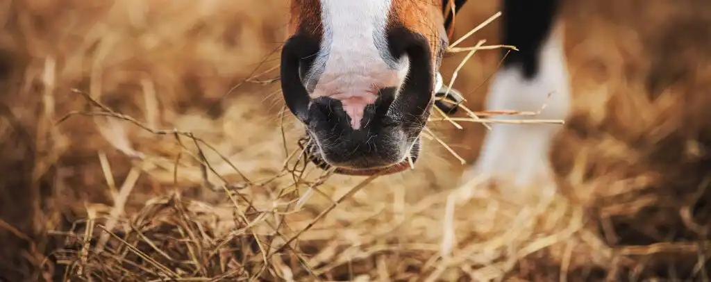 Pferd frisst Heu