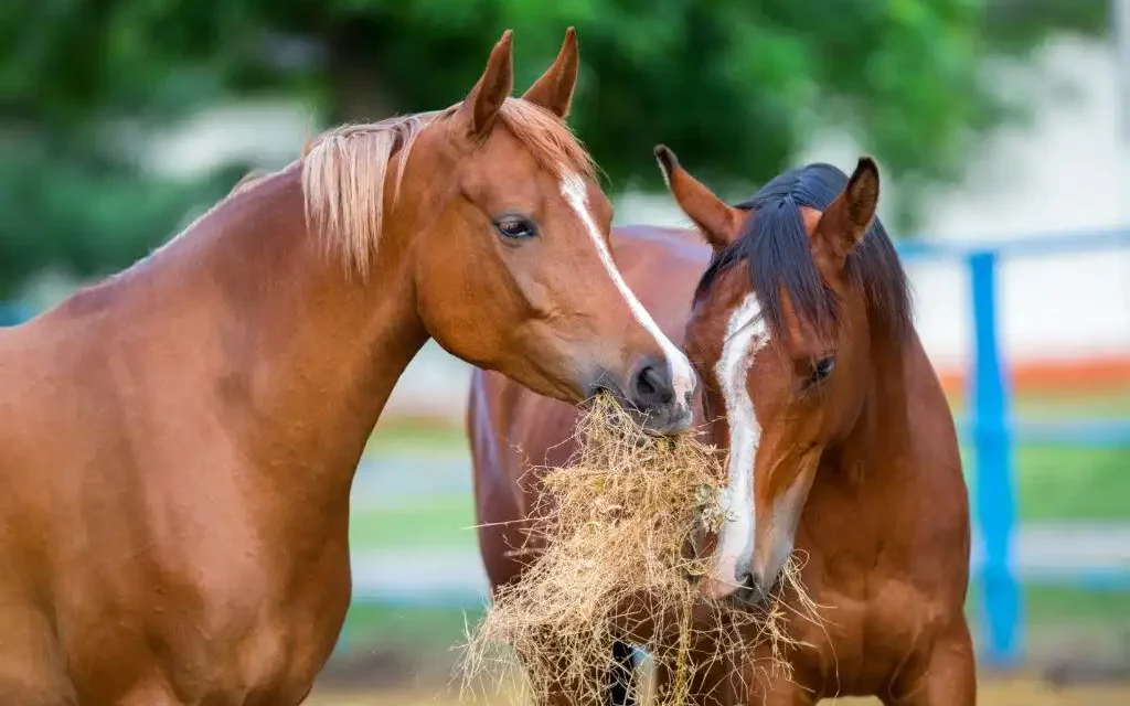 ¿Los caballos engordan cuando se les alimenta con heno ad libitum (24 horas al día, 7 días a la semana)?