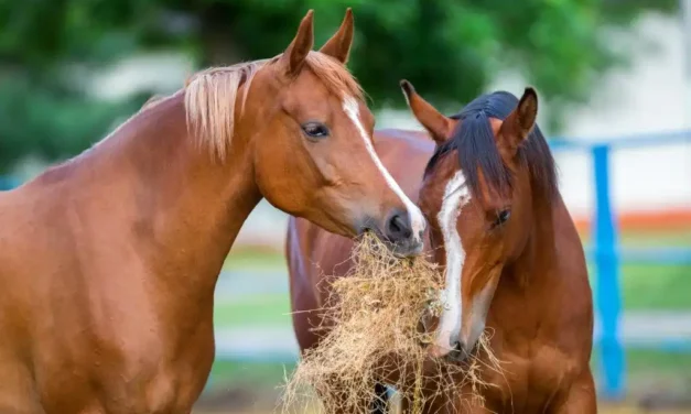 ¿Los caballos engordan cuando se les alimenta con heno ad libitum (24 horas al día, 7 días a la semana)?