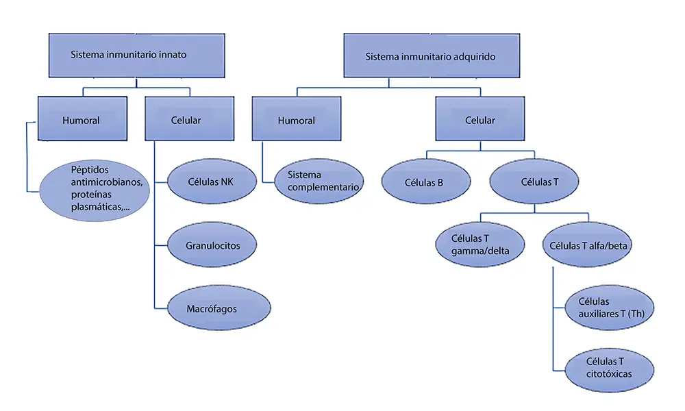 Infografik_Pferde_immunsystem spanisch