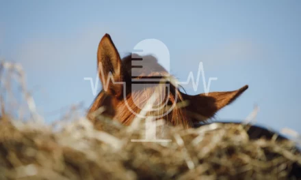 Sanoanimal Podcast #43 – Heu wässern oder bedampfen