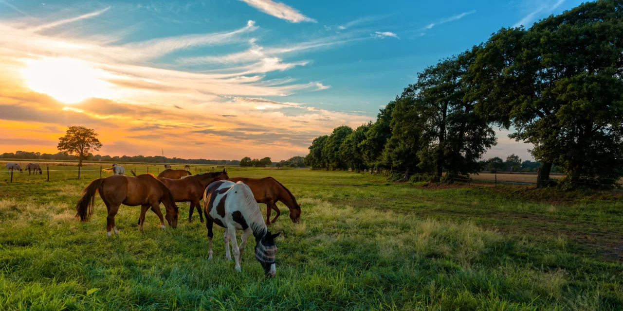 Diferencias de suelo y su importancia para los prados de caballos