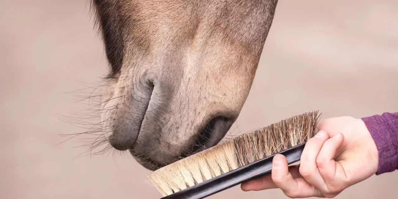 La muda de pelo está más cerca de lo que crees…